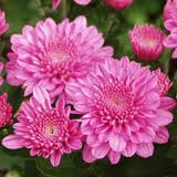 راهنمای نگهداری و پرورش گیاهان آپارتمانی - داوودی